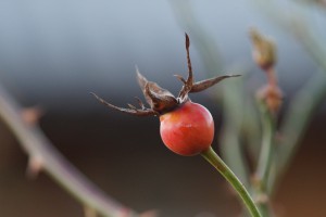 Gro&szlig;e Hagebutte