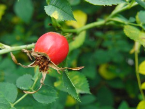 Hagebutte im gr&uuml;nen Hintergrund