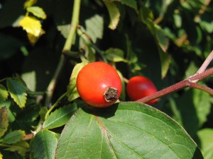 Hagebutte im Sonnenlicht