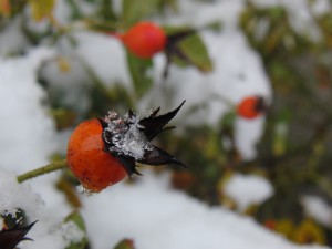 Hagebutte mit Schnee