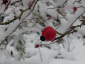 Hagebutte mit Schnee im Hintergrund