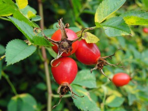 Hagebutten am Busch