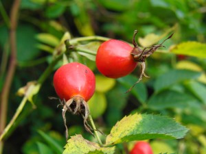 Hagebutten im gr&uuml;nen Hintergrund