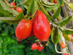Hagebutten mit gr&uuml;nen Hintergrund