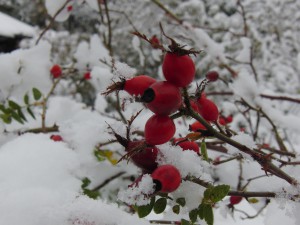 Hagebutten mit Schnee