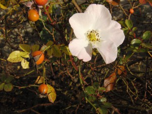 Hagebutten und Bl&uuml;te