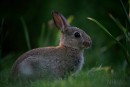 Bin kein Osterhase