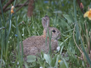 Hase im Beet Hase im Beet