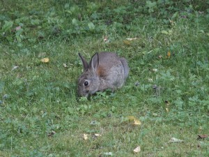 Kaninchen in der Wiese Kaninchen in der Wiese