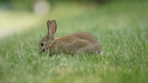 Kleines Häschen im Gras Kleines Häschen im Gras