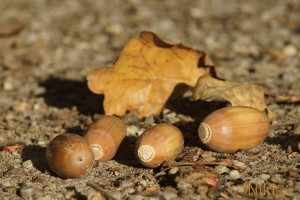 Herbstfrüchte am Boden Herbstfrüchte am Boden