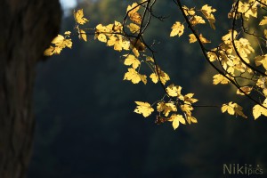Herbstgold Herbstgold