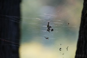 Spinnennetz im Herbst Spinnennetz im Herbst