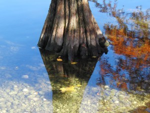 Sumpfzypressen-Stamm im Herbst Sumpfzypressen-Stamm im Herbst
