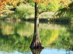 Sumpfzypressenstamm im Herbstsee Sumpfzypressenstamm im Herbstsee