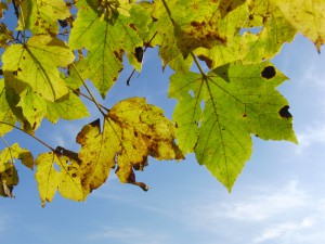 Ahornlaub leuchtet unter blauen Himmel Ahornlaub leuchtet unter blauen Himmel