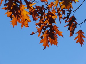 Braunes Herbstlaub vor blauen Himmel 2 Braunes Herbstlaub vor blauen Himmel 2