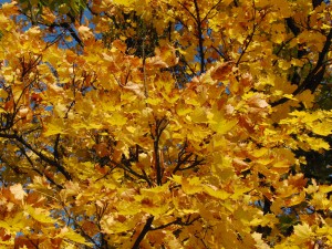 Braungelbes leuchten im Ahornbaum Braungelbes leuchten im Ahornbaum