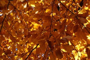 Goldenes leuchten im Geäst Goldenes leuchten im Geäst