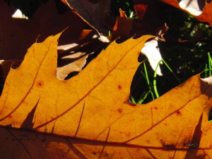 Leuchtendes Herbstblatt braun Leuchtendes Herbstblatt braun