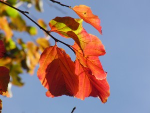 Rotgefärbte Blätter vor blauen Himmel Rotgefärbte Blätter vor blauen Himmel
