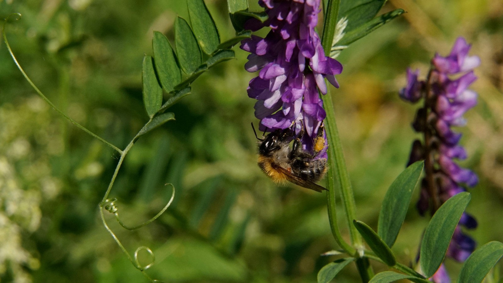 Ackerhummel an der Vogelwicke