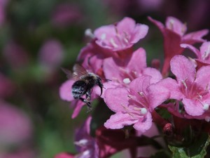 Hummel auf dem Weg zur Blüte