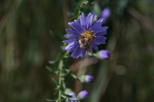 Hummel auf lila Asterblüte Hummel auf lila Asterblüte