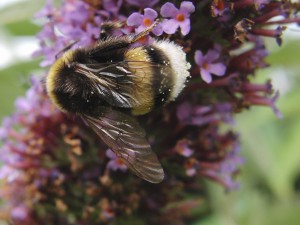 Hummel auf Sommerflieder
