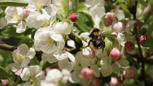Hummel im Blütenwunder