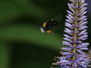 Hummel mit voller Last unterwegs