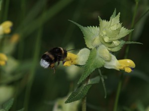 Ist da auch was drin