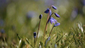 Blaue Frühlingssterne kommen Blaue Frühlingssterne kommen