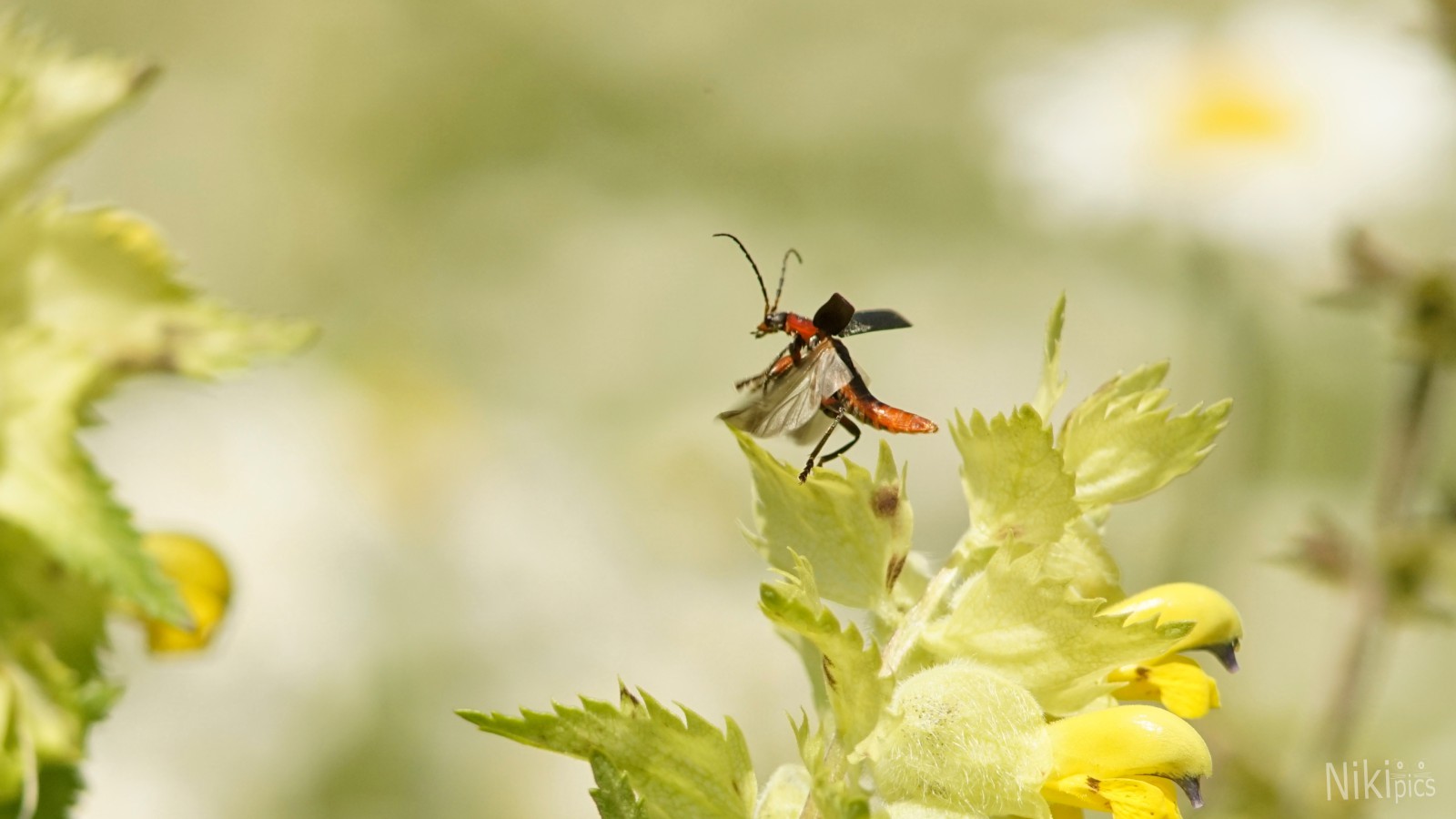 Auf zum Tanz in der Frühlingswiese
