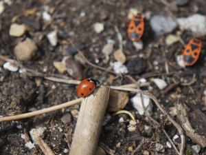 Junikäfer bei den Feuerwanzen Junikäfer bei den Feuerwanzen