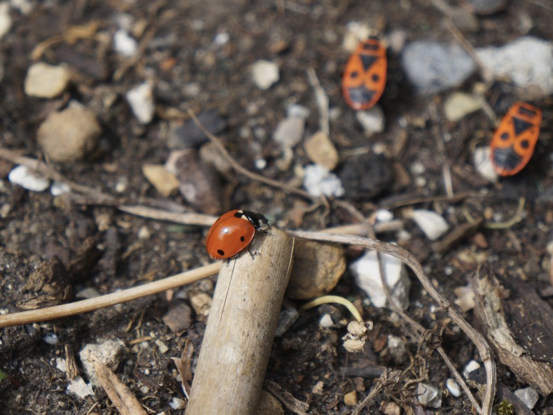Junikäfer bei den Feuerwanzen
