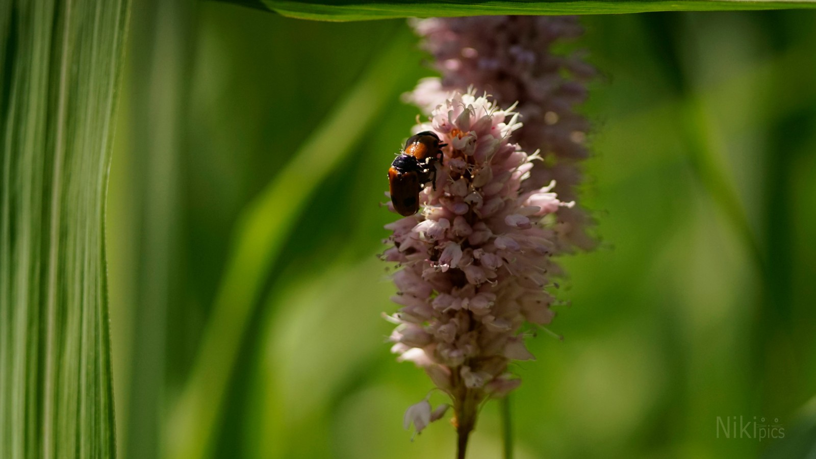 Vorhang auf für die Frühlingsgefühle