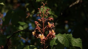 Die Kastanienblüten kommen Die Kastanienblüten kommen