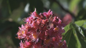 Rote Kastenienblüten Rote Kastenienblüten
