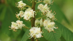 Weise Kastanienblüten Weise Kastanienblüten
