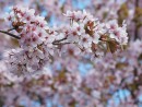 Fr&uuml;hlinszweig Kirschbl&uuml;ten