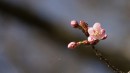Gef&auml;rliche Kirschbl&uuml;te