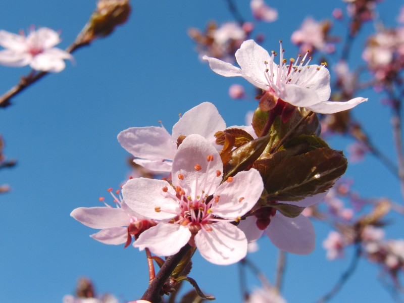  Japanische Zierkirschenblüte vor blauen Hintergrund