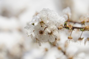 Kirschbl&uuml;te eiskalt erwischt