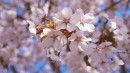 Kirschbl&uuml;ten in rosa