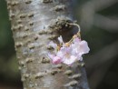 Kleiner Kirschbl&uuml;tenzweig am Stamm 2