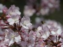 Nektarbar Kirschbl&uuml;ten