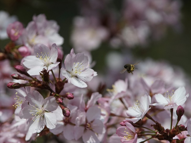 Nektarbar Kirschblüten