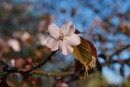 Rosa Kirschbl&uuml;te mit jungen Blatt