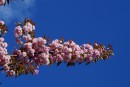 Rosa Kirschbl&uuml;tenzweig vor blauen Himmel 3